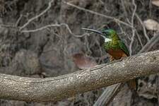 Jacamar à queue rousse