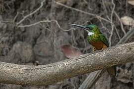 Rufous-tailed Jacamar