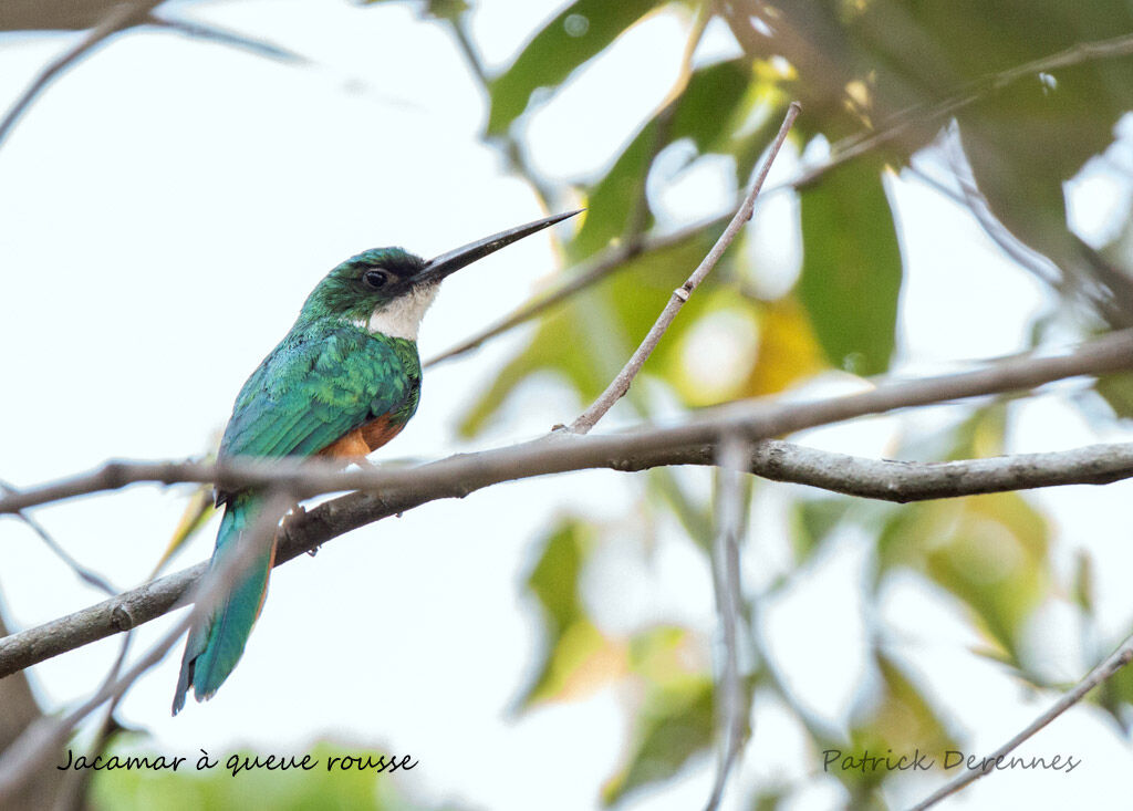 Jacamar à queue rousse, identification, habitat