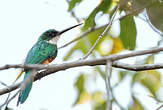 Jacamar à queue rousse