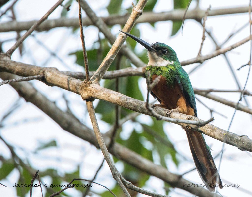 Rufous-tailed Jacamar, identification, habitat