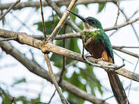 Jacamar à queue rousse