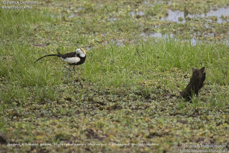Pheasant-tailed Jacana, identification, habitat