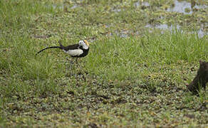 Pheasant-tailed Jacana