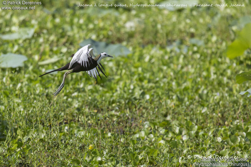 Pheasant-tailed Jacana, identification, habitat, aspect, Flight