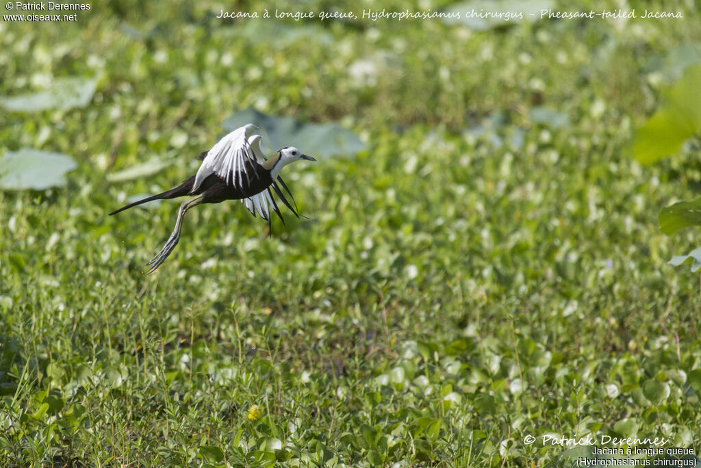 Pheasant-tailed Jacana, identification, habitat, aspect, Flight