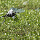 Jacana à longue queue