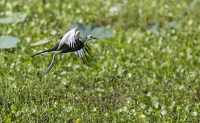 Pheasant-tailed Jacana