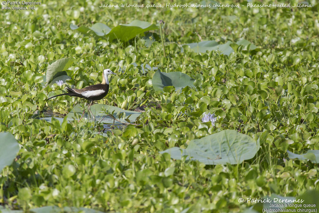 Jacana à longue queue, identification, habitat