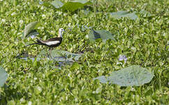 Jacana à longue queue