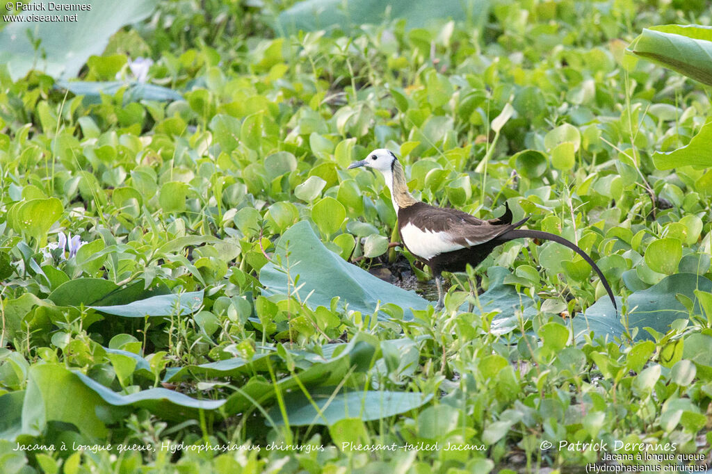 Jacana à longue queue, identification, habitat