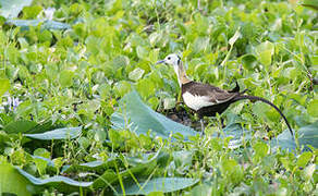 Pheasant-tailed Jacana