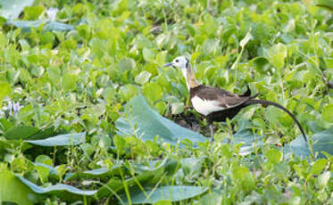 Jacana à longue queue