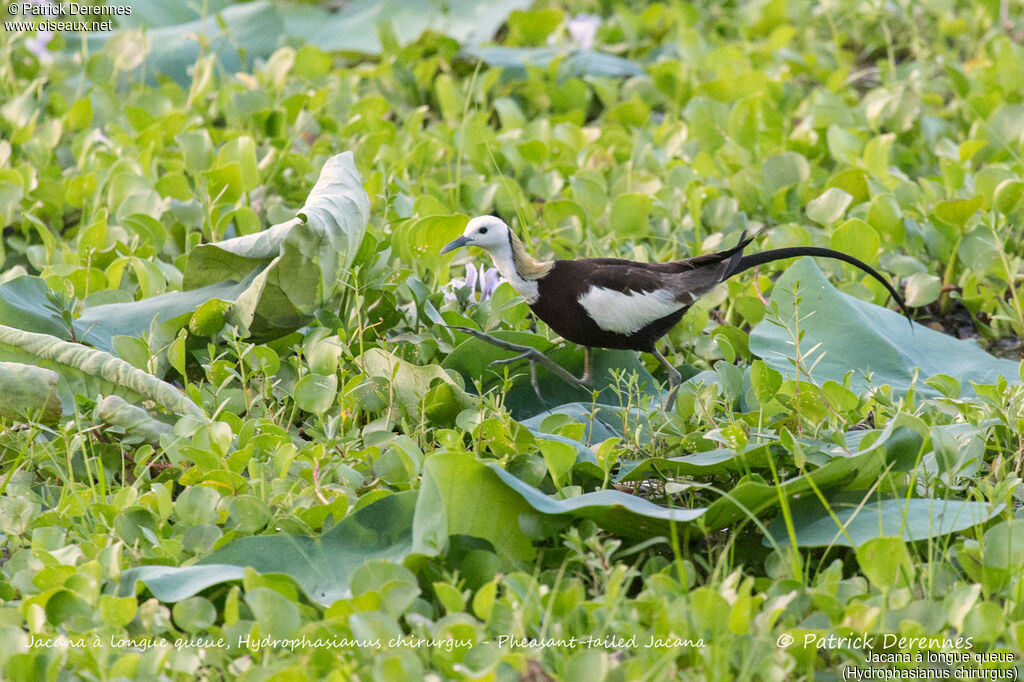 Pheasant-tailed Jacana, identification, habitat, walking