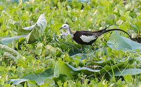 Pheasant-tailed Jacana