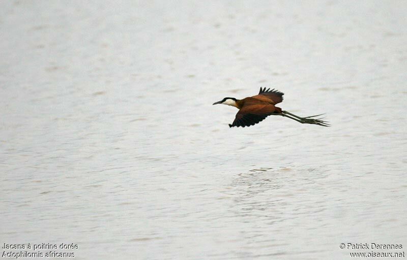 Jacana à poitrine dorée