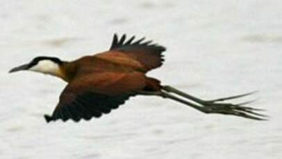 Jacana à poitrine dorée