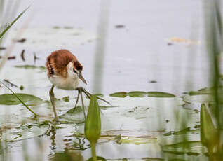 Jacana à poitrine dorée