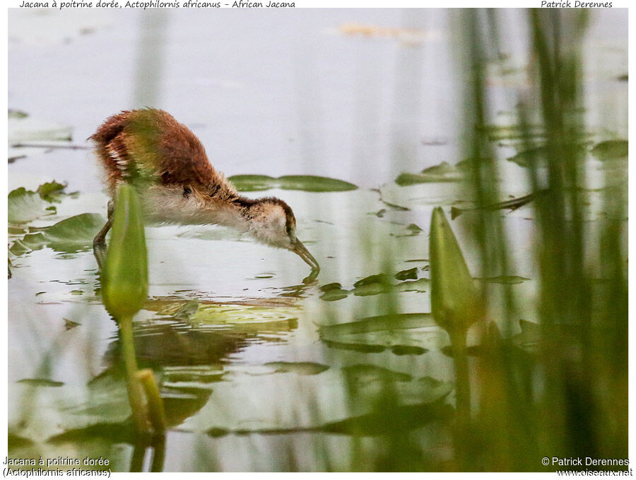 Jacana à poitrine dorée1ère année, identification, Comportement