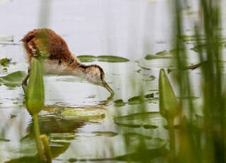 Jacana à poitrine dorée