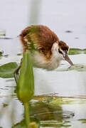 Jacana à poitrine dorée