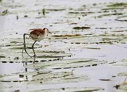 Jacana à poitrine dorée