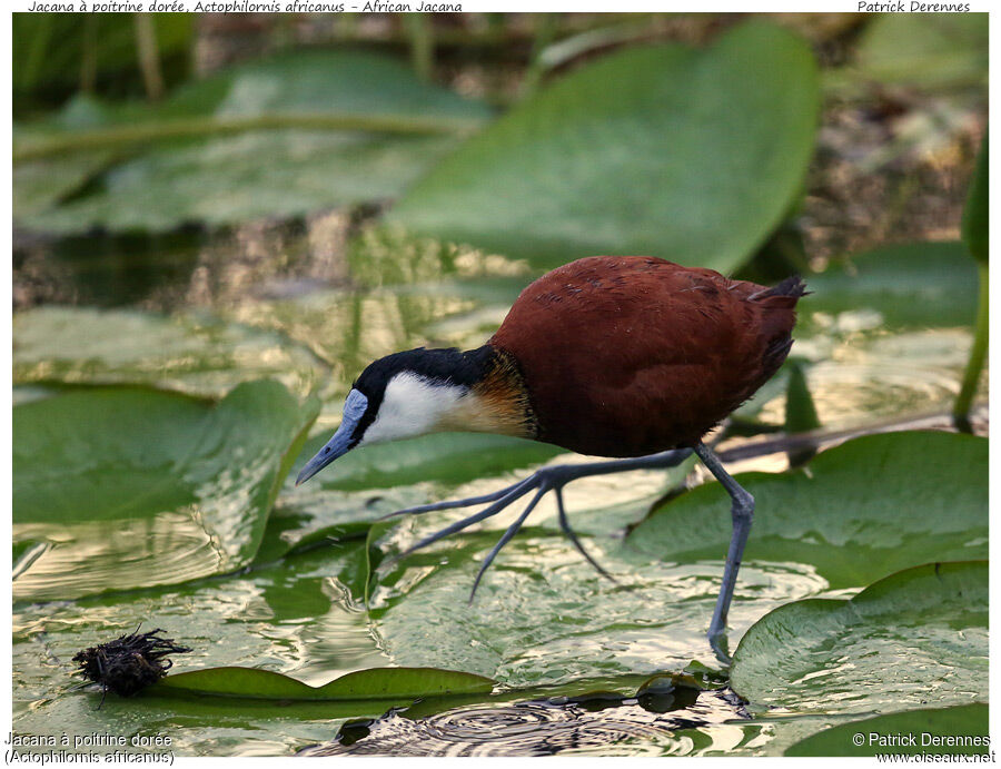 Jacana à poitrine doréeadulte