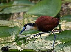 Jacana à poitrine dorée