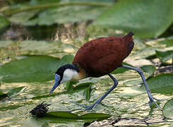 Jacana à poitrine dorée