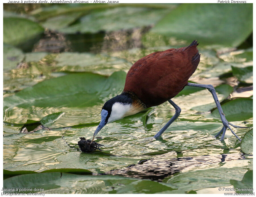 African Jacanaadult, identification, Behaviour