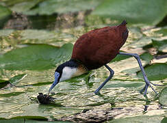 Jacana à poitrine dorée