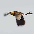 Jacana nain