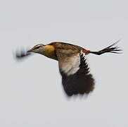 Lesser Jacana