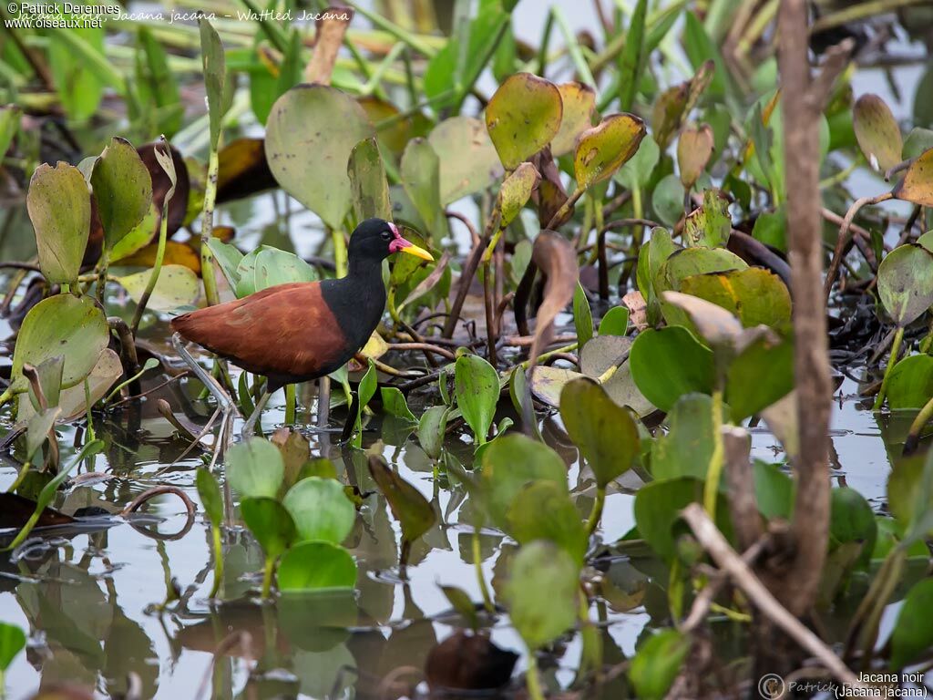 Wattled Jacana, identification, habitat, walking