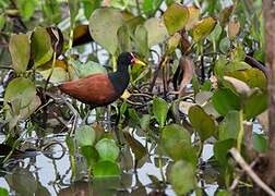 Wattled Jacana