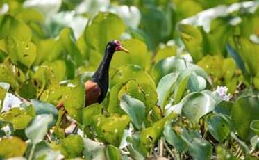 Jacana noir