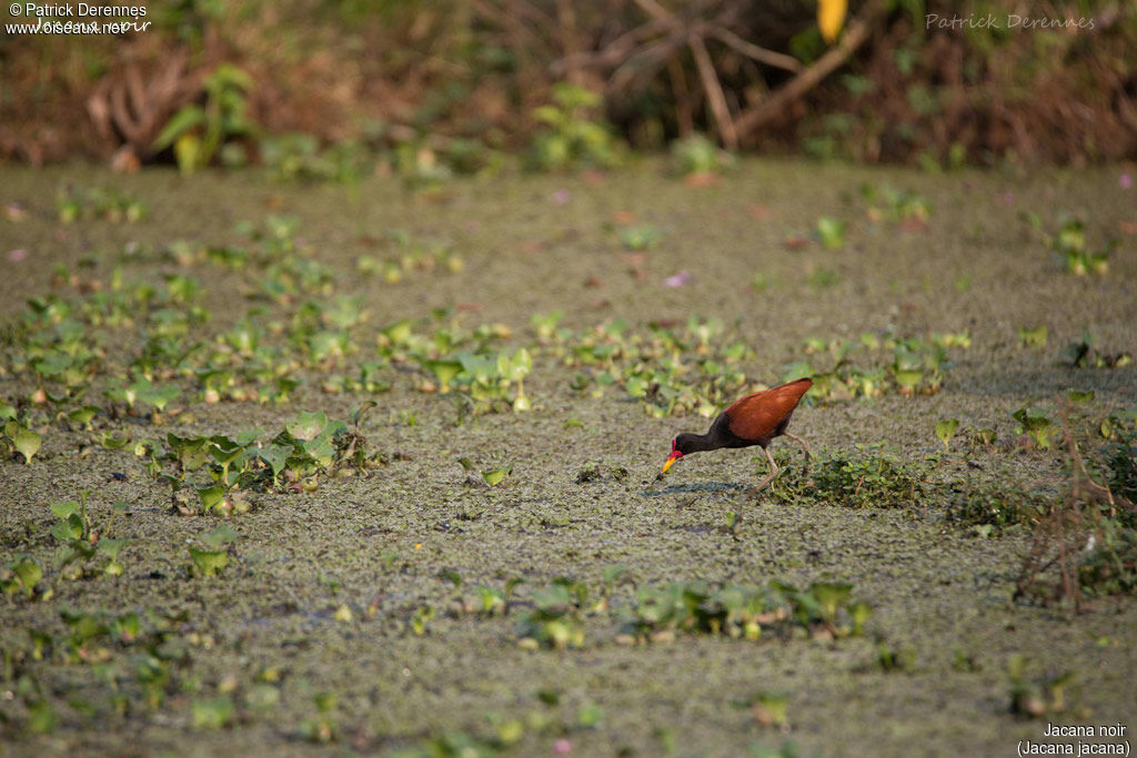 Jacana noir, identification, habitat