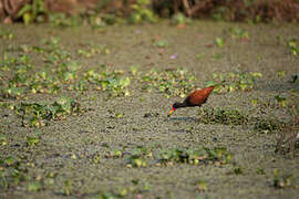 Wattled Jacana