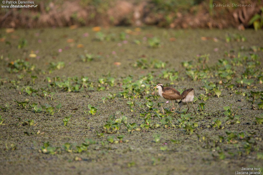 Jacana noirjuvénile, identification, habitat