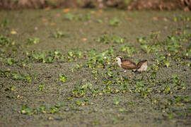 Wattled Jacana