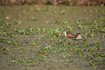 Jacana noir