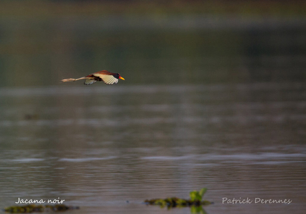 Jacana noir, identification, habitat, Vol