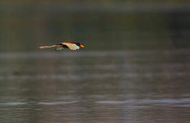 Wattled Jacana