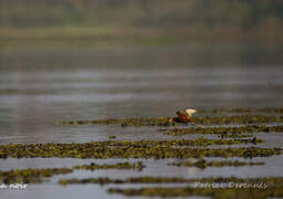 Wattled Jacana