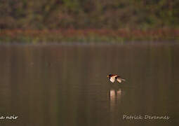 Jacana noir