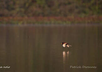 Jacana noir