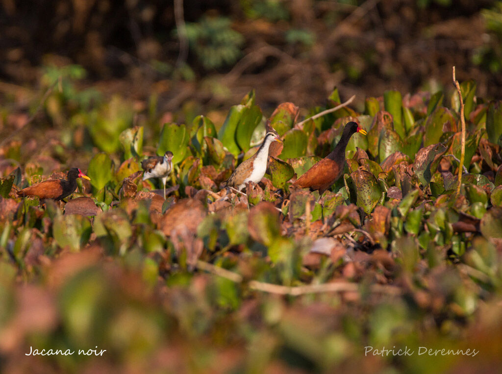 Wattled Jacana, identification, habitat