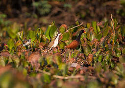 Wattled Jacana