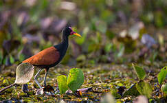 Jacana noir