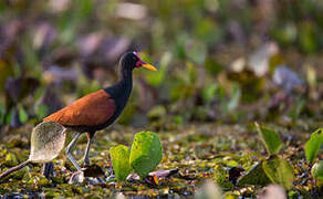 Wattled Jacana